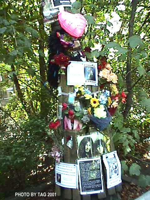 THE TREE DECORATED BY MANY FANS