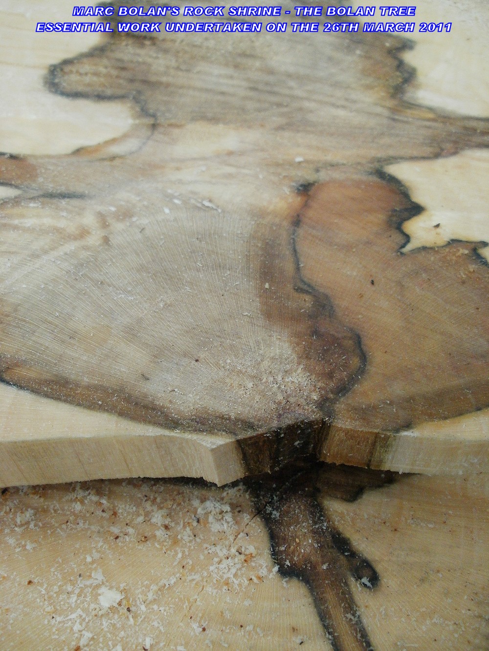 TREE-007