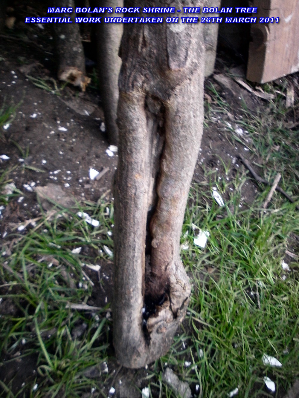 TREE-013