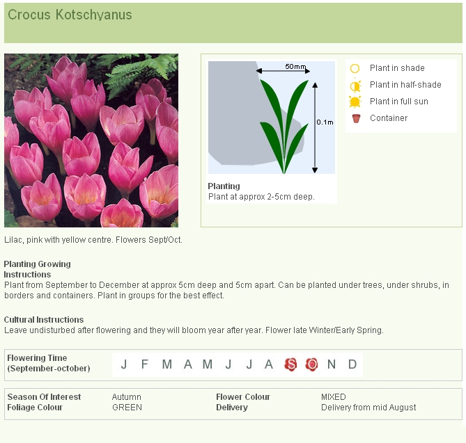 02-CROCUS