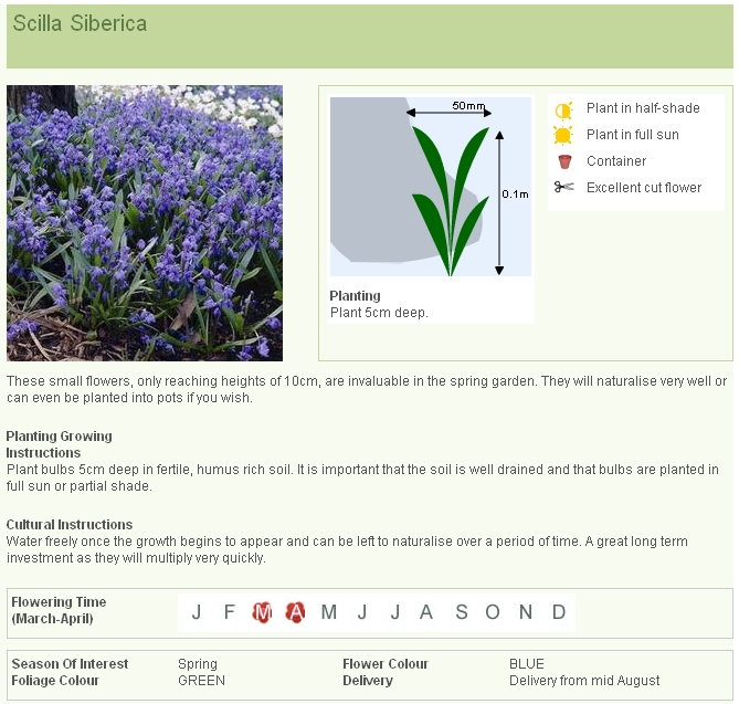 08-SCILLA