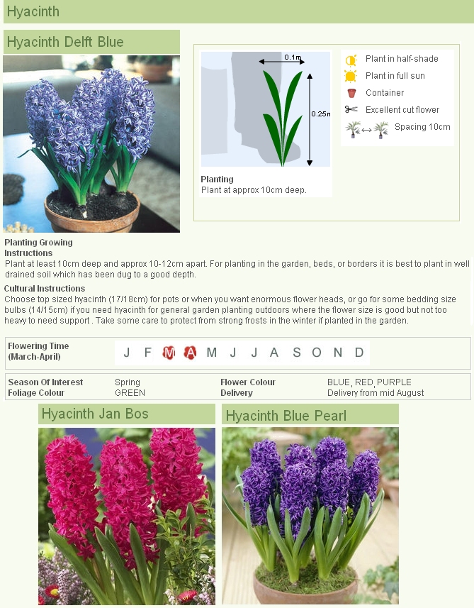 09-HYACINTH