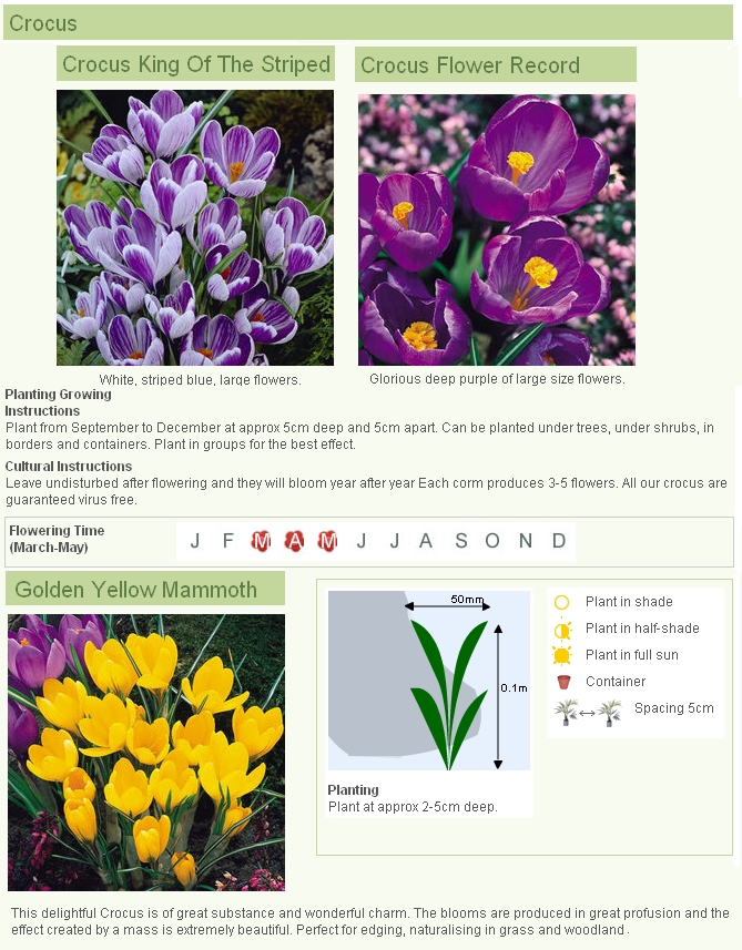 10-CROCUS