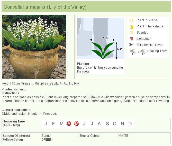 13-LILY-OF-THE-VALLEY