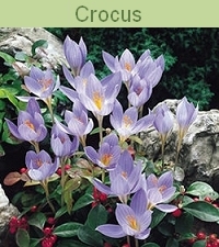 01-CROCUS