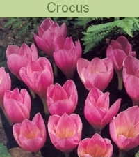 02-CROCUS