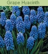 05-GRAPE-HYACINTH