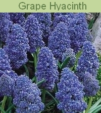 06-GRAPE-HYACINTH