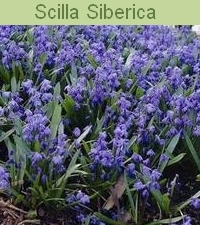 08-SCILLA