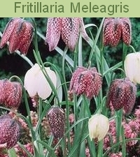 12-FRITILLARIA