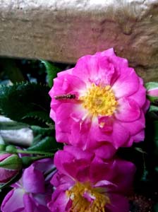 IMG_20140708_121945